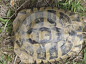 Hermann`s tortoise, Testudo hermanni