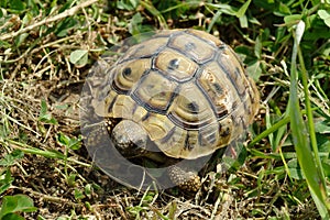 Hermann\'s tortoise (Testudo hermanni