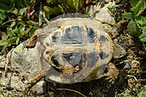 Hermann\'s tortoise (Testudo hermanni