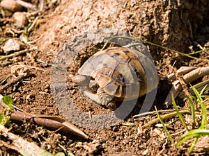 Hermann\'s tortoise (Testudo hermanni