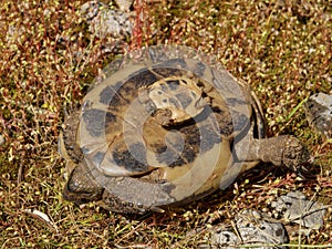 Hermann\'s tortoise (Testudo hermanni