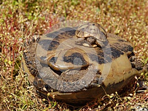 Hermann\'s tortoise (Testudo hermanni