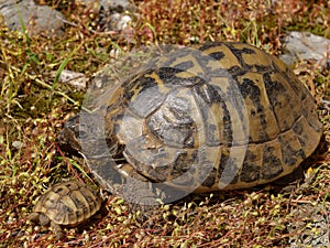 Hermann\'s tortoise (Testudo hermanni