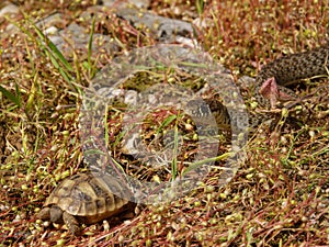 Hermann\'s tortoise (Testudo hermanni