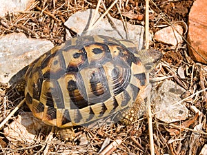 Hermann\'s tortoise (Testudo hermanni