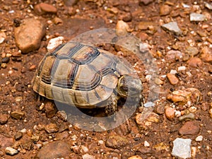 Hermann\'s tortoise (Testudo hermanni