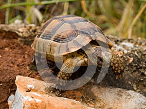 Hermann\'s tortoise (Testudo hermanni