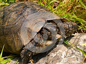 Hermann\'s tortoise (Testudo hermanni