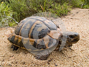 Hermann\'s tortoise (Testudo hermanni