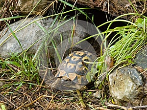 Hermann\'s tortoise (Testudo hermanni