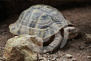 Hermann's tortoise (Testudo hermanni).