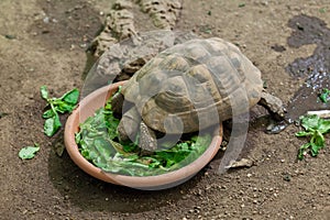 Hermann's tortoise (Testudo hermanni).