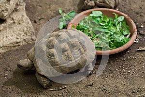 Hermann's tortoise (Testudo hermanni).