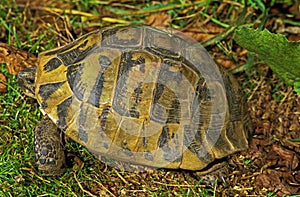 Hermann`s Tortoise, testudo hermanni, Adult