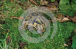 Hermann`s Tortoise, testudo hermanni, Adult standing on Grass