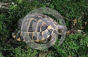 Hermann`s Tortoise, testudo hermanni, Adult standing on Moss