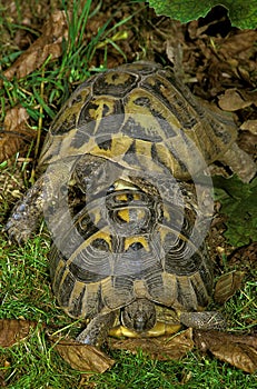 Hermann`s Tortoise, testudo hermanni, Adults