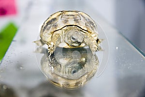 Hermann's tortoise (Testudo hermanni) baby