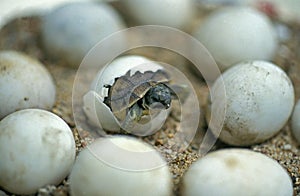 Hermann`s Tortoise, testudo hermanni, Baby Hatching from Egg