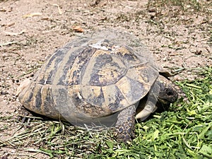 Hermann`s tortoise Testudo hermanni, Die Griechische Landschildkrote