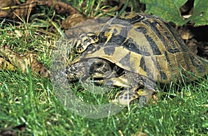 Hermann`s Tortoise, testudo hermanni, Female with Youngs