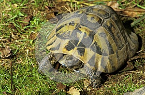 Hermann`s Tortoise, testudo hermanni on grass