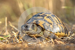 Hermann's tortoise (Testudo hermanni) in Grassy Environment Ital