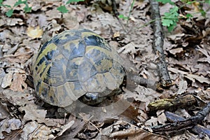 Hermann`s tortoise or Testudo hermanni in oak forest