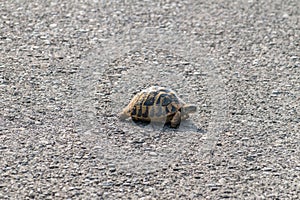 Hermann`s tortoise Testudo hermanni on the road