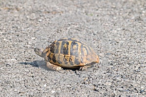 Hermann`s tortoise Testudo hermanni on the road in Montenegro