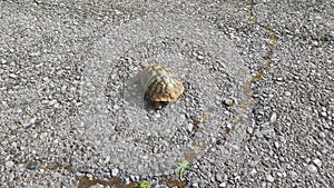 Hermann`s tortoise Testudo hermanni on the road in Montenegro