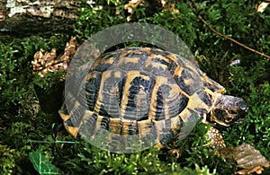 Hermann`s Tortoise, testudo hermanni standing on Moss