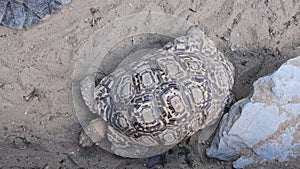 Hermann`s tortoise testudo hermanni. Testudo hermanni can be found throughout southern Europe.