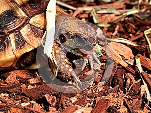 Hermann`s Tortoise Tongue