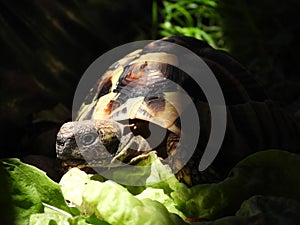 Hermann` s tortoise in tortoise enclosure 9