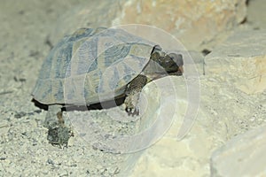 Hermann tortoise