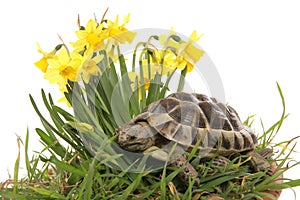 Hermann tortoise in daffodils