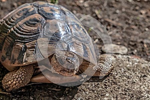 Hermann tortoise portrait on brown background with copy space