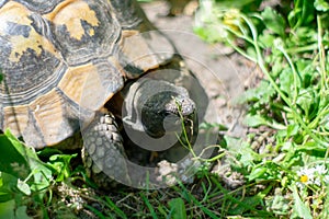 Hermann tortoise taking a stroll in green grass on sunny day