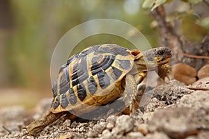 Hermann tortoise, tortule from southern France