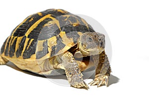 Hermann tortoise, tortule from southern France