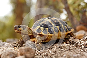 Hermann tortoise, tortule from southern France