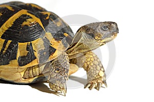 Hermann tortoise, tortule from southern France