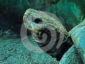 Hermann tortoise turtle d\'hermann testudo hermanni close up