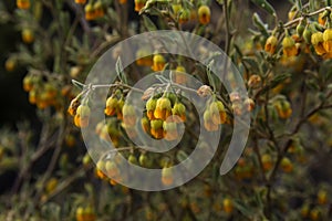 Hermannia cuneifolia yellow fynbos flowers photo