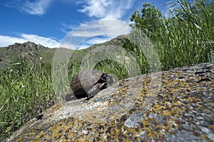 Hermanns Tortoise on a rock in Macin mountains natural park from Dobrogea, Romania.