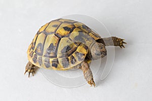Hermanns tortoise, Testudo hermanni on white