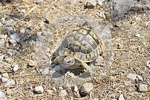 Hermanns tortoise