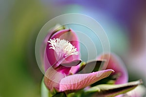 Macro of Polygala Myrtifolia flower photo