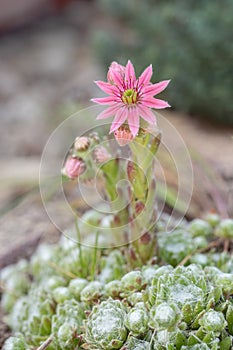 Hermaphrodite housleeks blossom (Sempervivum).